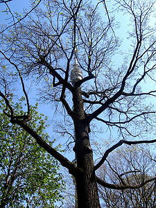 奥斯坦基诺塔树背景图片