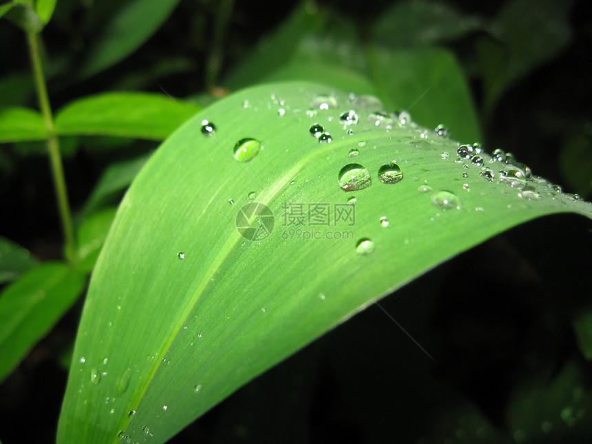 大叶子绿色森林植物群植物图片