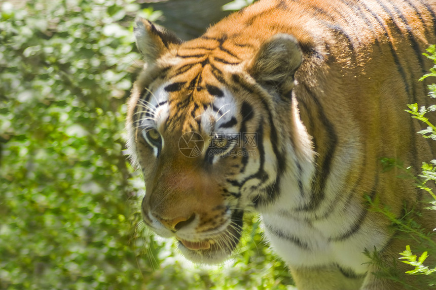 老虎哺乳动物条纹动物手表食肉动物园眼睛男性荒野囚禁图片