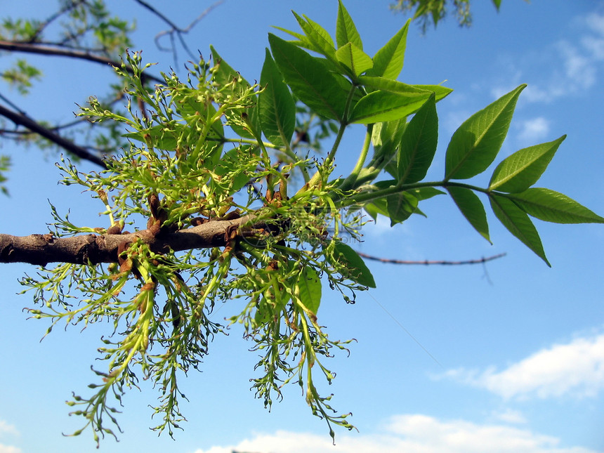 绿色分支季节植物群树叶天空叶子季节性蓝色图片