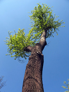 春天时树木树干季节植物群季节性绿色树叶天空蓝色背景图片
