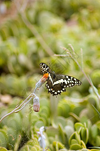 蝴蝶-4花鲁本多岛高清图片