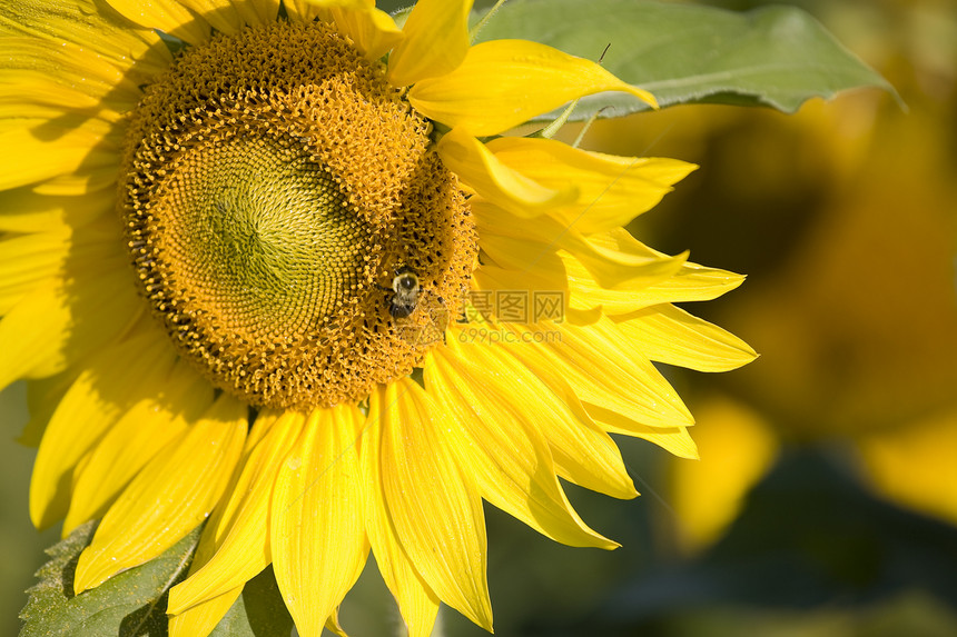 向日向黄色蜜蜂踏板向日葵收成蜂蜜殖民地花粉植物商业图片