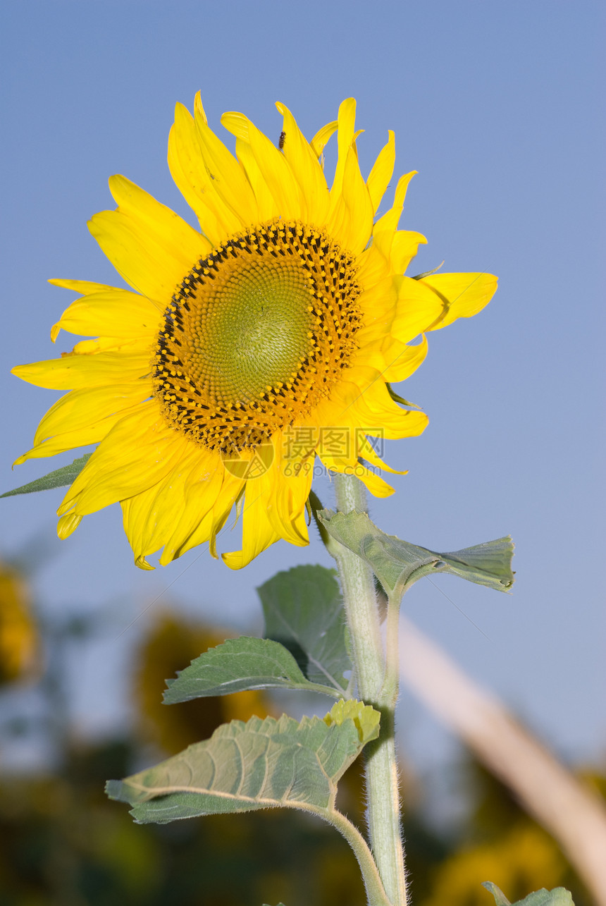 向日向太阳黄色场景植物向日葵生长乡村活力场地花朵图片