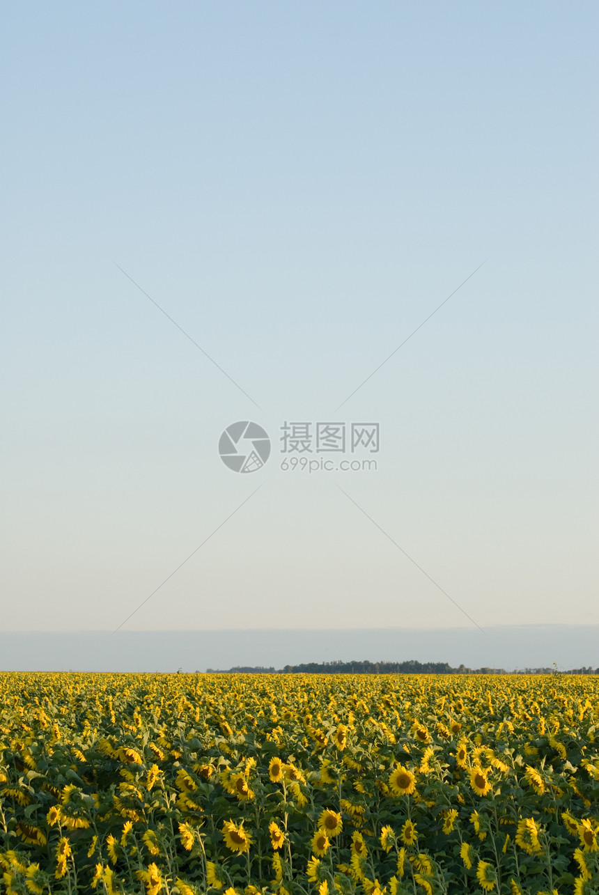 向日向字段绿色风景场景太阳场地植物黄色生长向日葵植物群图片
