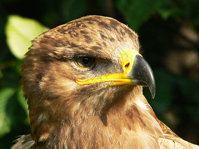 棕鸟动物自由野生动物棕色打猎羽毛高清图片
