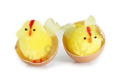 两个朋友蛋壳新生黄色食物玩具生活婴儿动物白色背景图片