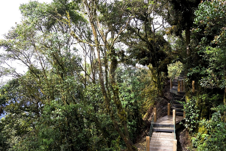 穿越世界最古老的摩西森林木头树干植物高地热带苔藓树叶叶子环境森林图片