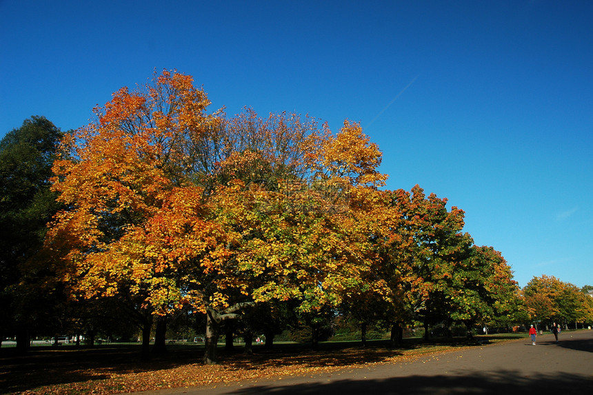 伦敦公园蓝色天空绿色公园白色场地树叶树木图片