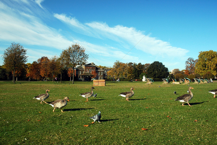 伦敦公园绿色森林公园蓝色鸭子鸟类图片