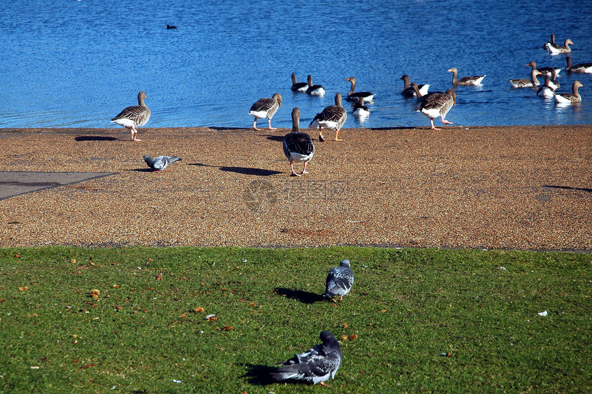 鸭子绿色公园蓝色小路鸟类图片