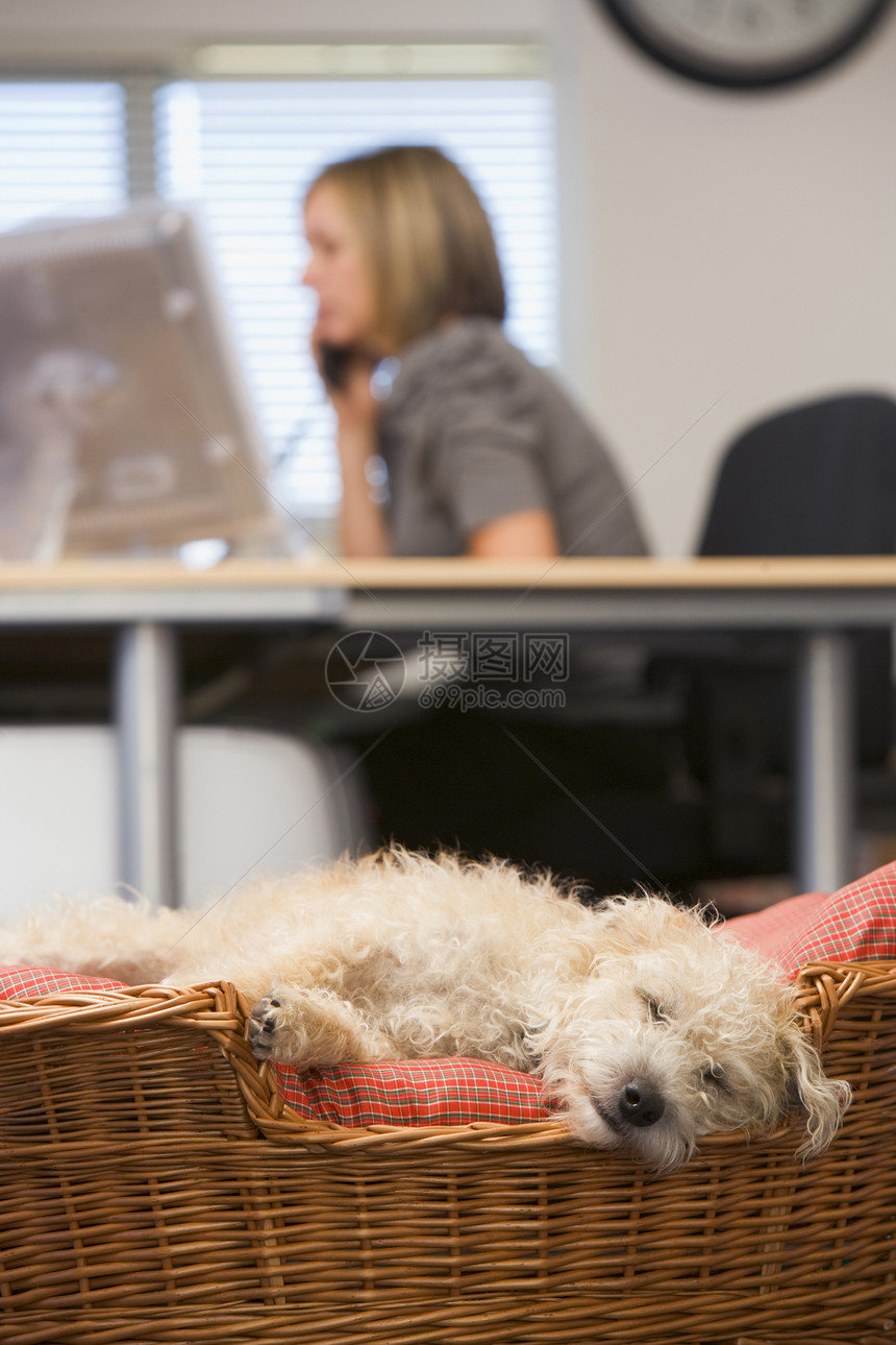 与背景妇女一起在家庭办公室睡觉的狗图片