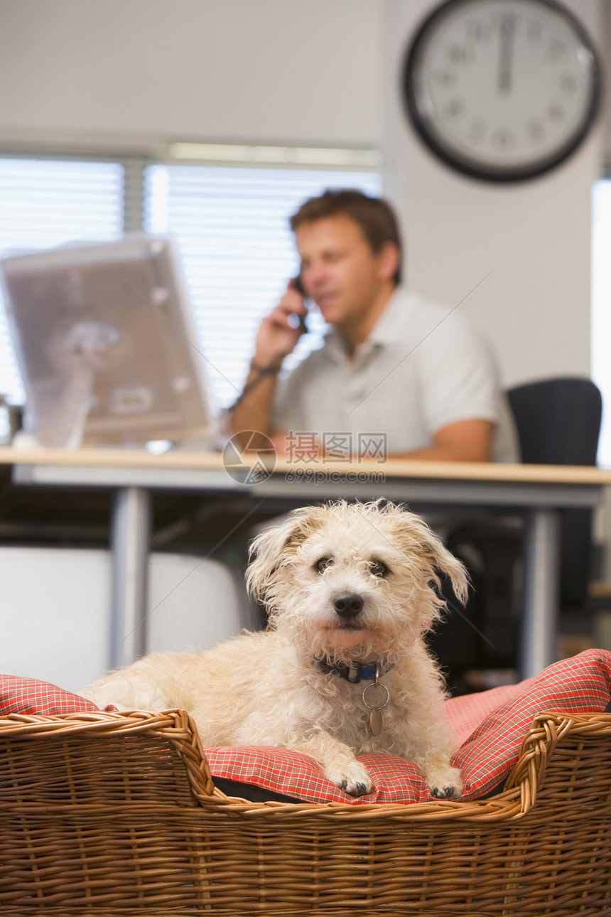 狗躺在家庭办公室里 跟有背景的男人在一起动物女士男性女性桌子商务宠物电话人士焦距图片