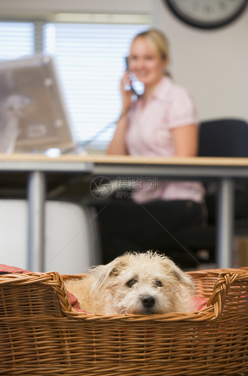 狗躺在家庭办公室里 有妇女背景男人男性电脑动物电话商务宠物人士女性女士图片