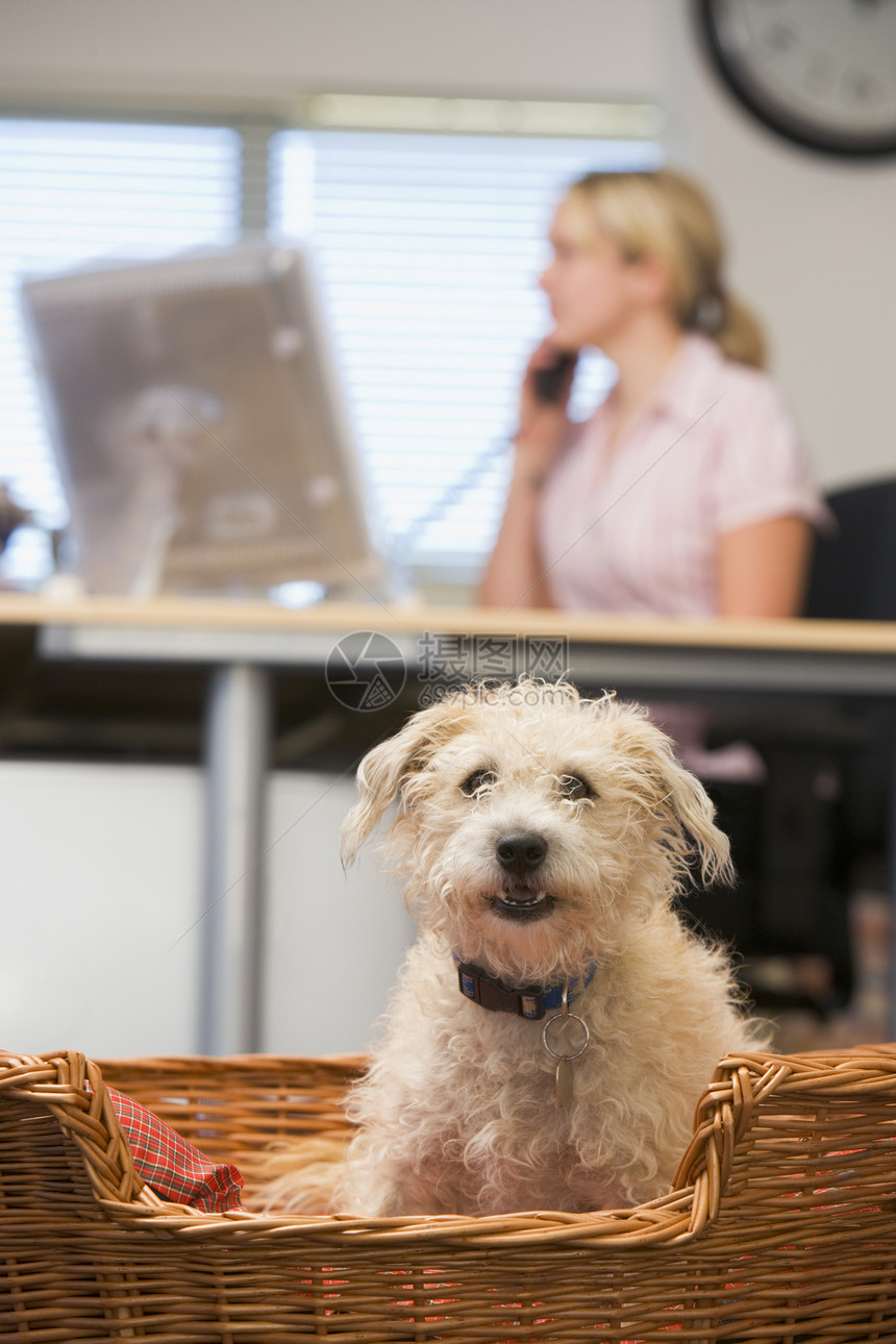 狗躺在家庭办公室里 有妇女背景宠物人士动物女性男性桌子焦距男人电脑电话图片