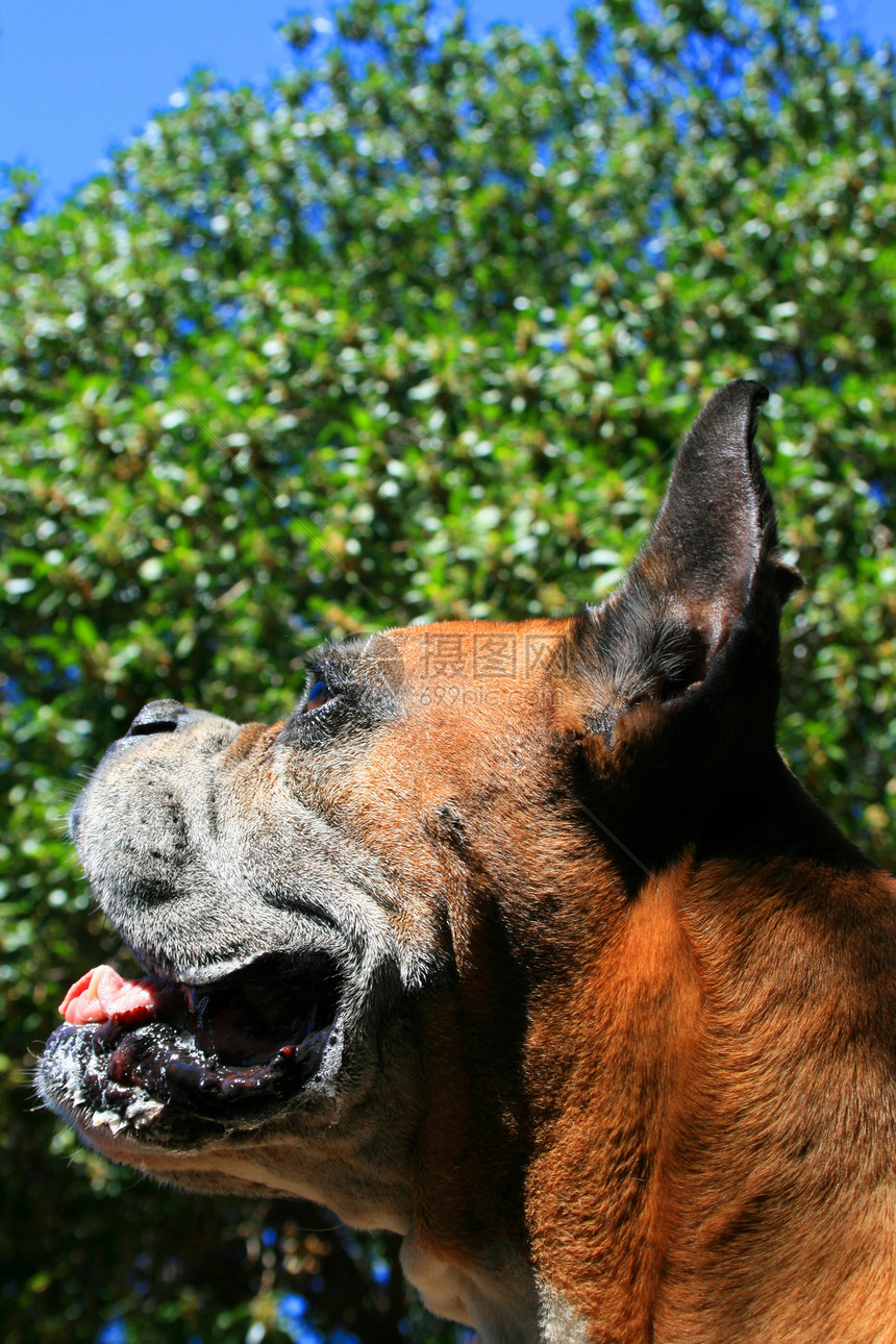 拳击犬头宠物天空警卫黑色植物森林拳击手安全蓝色公园图片