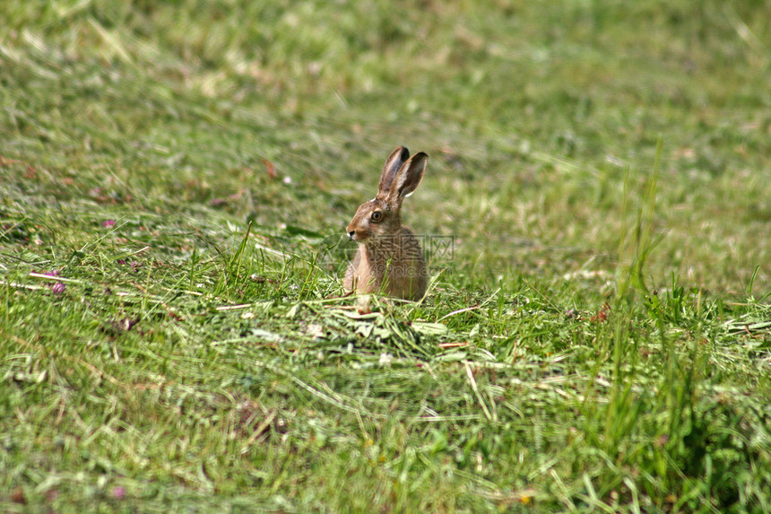 幼兔野兔兔子食草棕色环境木头草地生态绿色动物群图片