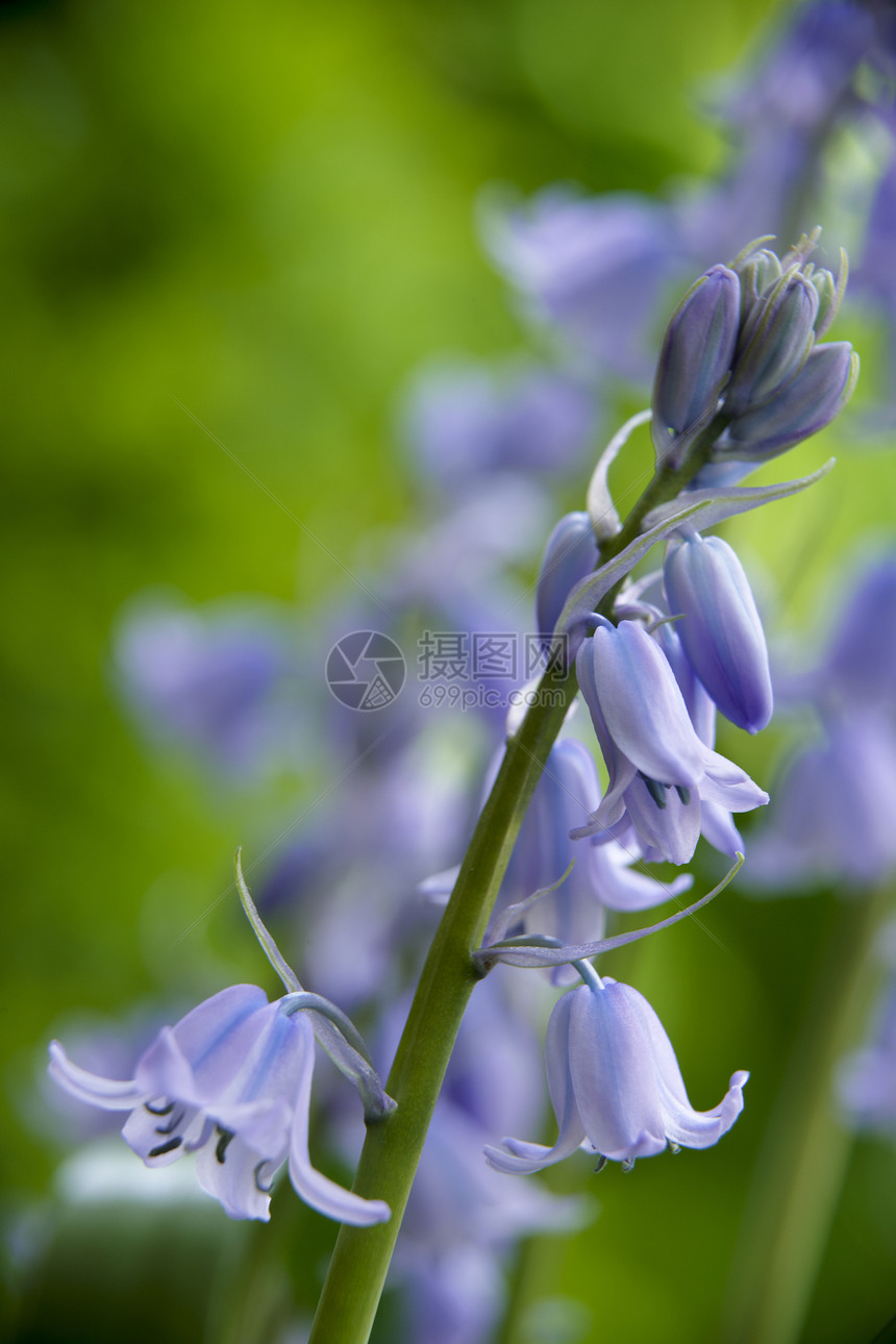 蓝铃植物英文花管状蓝色紫色林地季节季节性花瓣野花图片