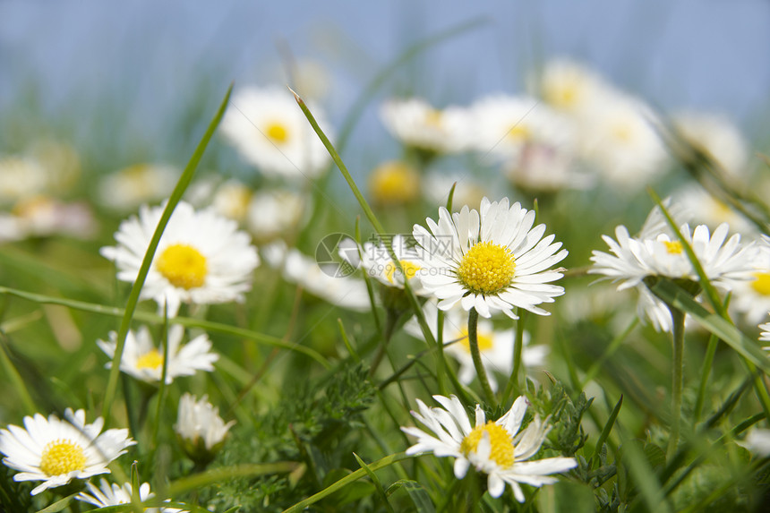 低地植物宏观杂草白色焦点花粉生长黄色花瓣季节图片
