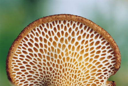 蘑菇质感自然世界真菌菌类效果摄影植物群菌科生命植物背景图片