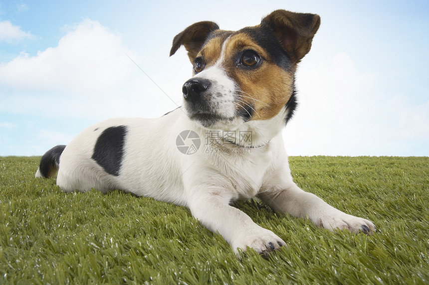 躺在草地上家畜动物犬类小狗家养狗家犬照片宠物摄影猎犬图片