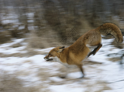 红狐狸正在运行高清图片