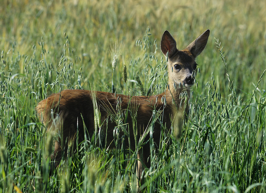 Meadow的鹿草原小鹿草地动物荒野野生动物自然世界小动物场地哺乳动物图片