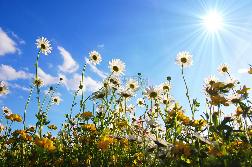 下方花朵天空季节生活地平线享受场地太阳洋甘菊植物蓝色图片