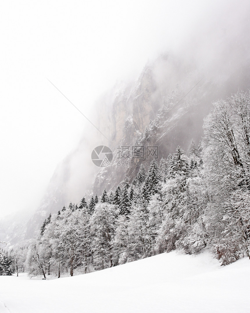 瑞士  2009年冬季时光风景冬令暴风雪树木天气时代图片