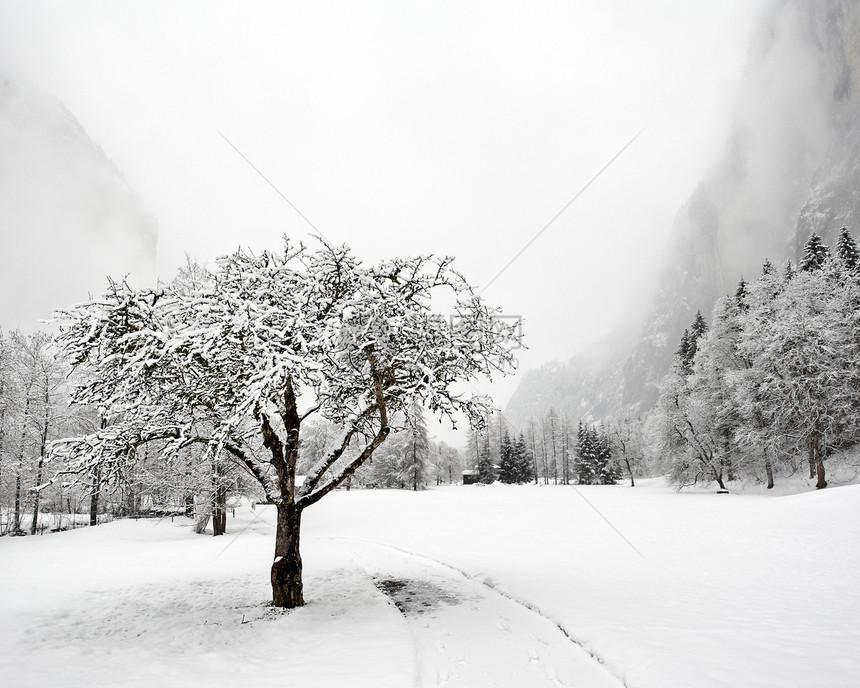 瑞士  2009年冬季冬令时代暴风雪时光天气树木风景图片