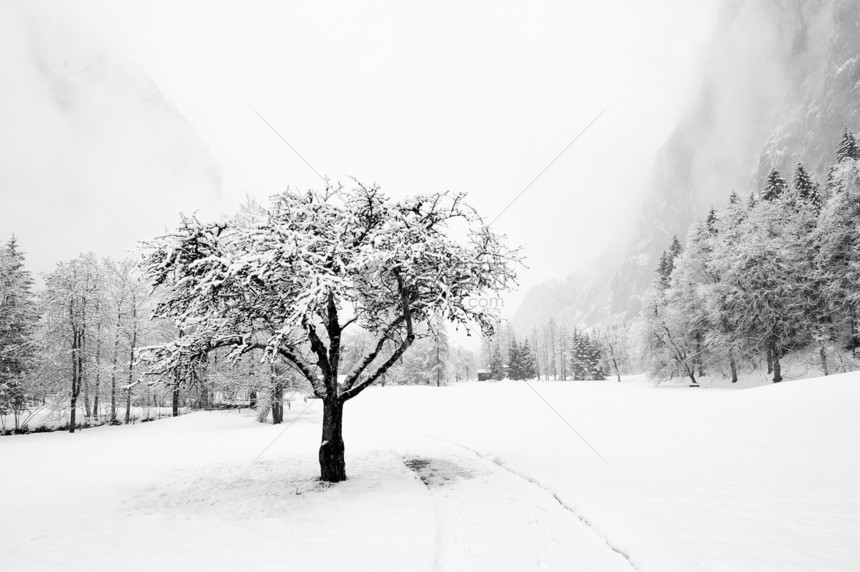 瑞士  2009年冬季暴风雪时代时光树木冬令天气风景图片