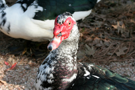 鸭头生物动物账单池塘眼睛野生动物羽毛水鸟鸭子水禽背景图片