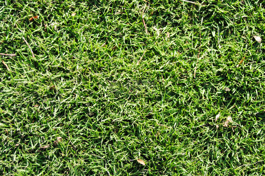 青质植被草地草皮地毯生态绿色后院花园环境院子图片