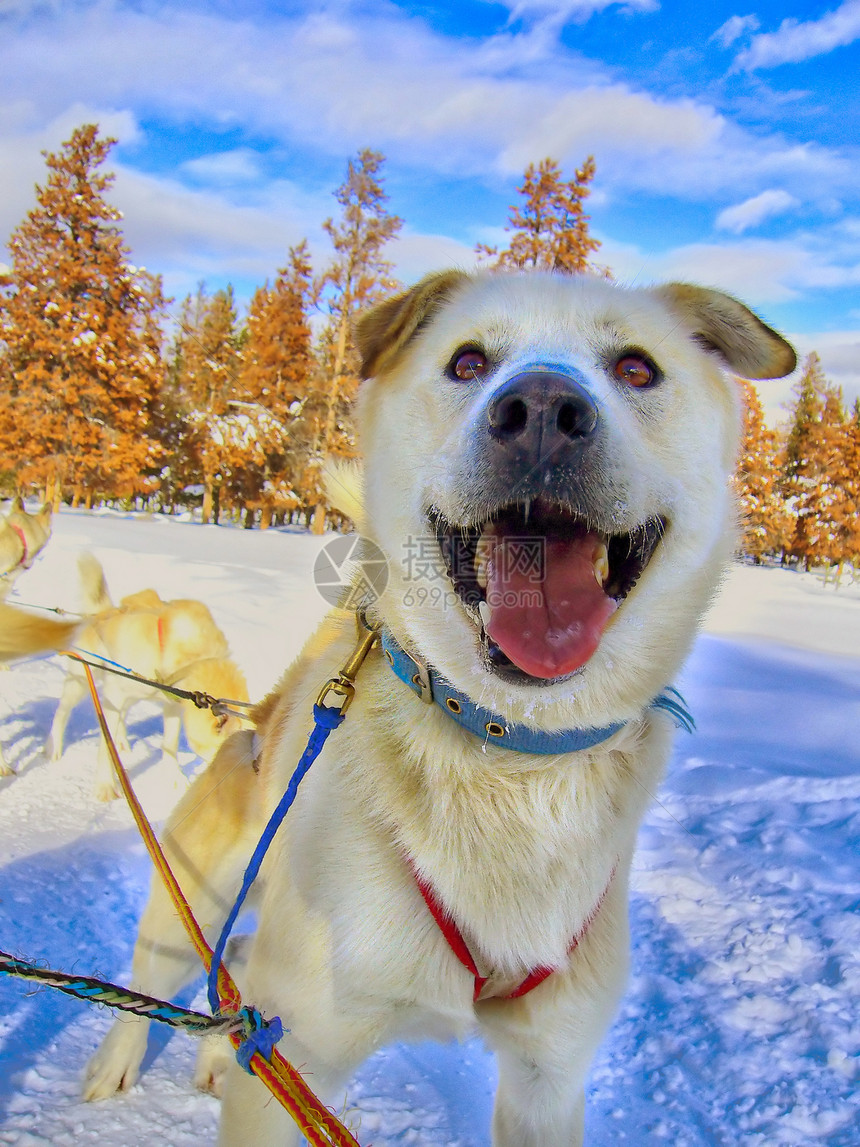 快乐哈斯基竞赛印刷猎犬哺乳动物气候皮带冻结犬类耳朵宠物图片