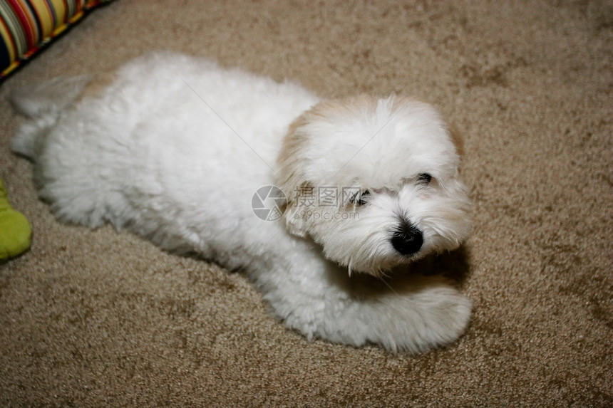 图图尔阿奥尔州毛皮宠物犬类动物棉花白色朋友哺乳动物图片