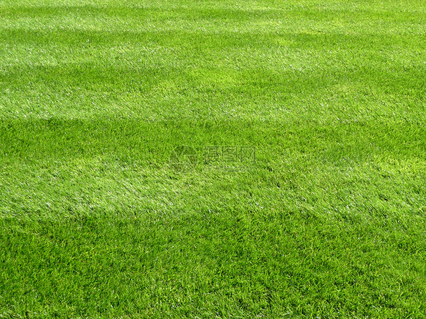 绿草背景花园植被植物群草原牧场色调地面单子植物绿色图片