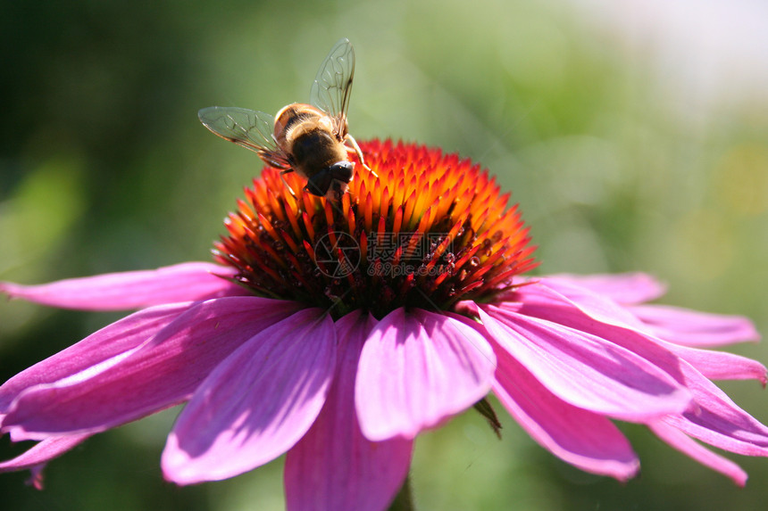 花朵上的蜜蜂昆虫花园紫色蜂蜜植物群太阳熊蜂翅膀荒野植物图片