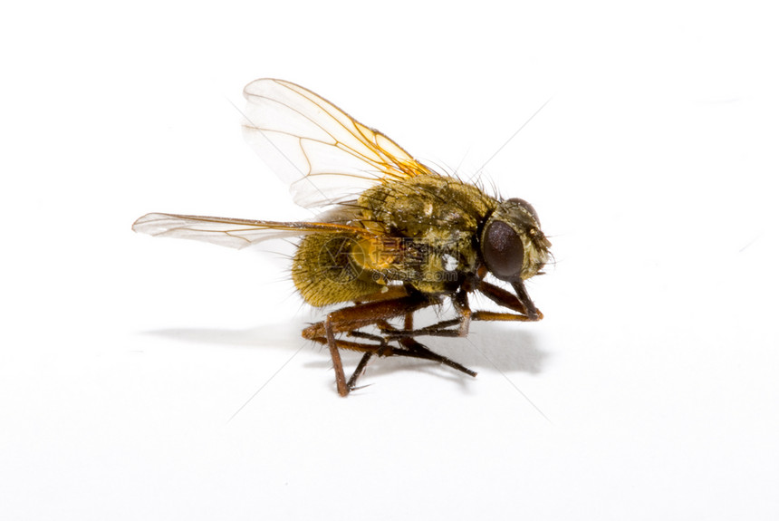 飞漏洞航班昆虫学动物苍蝇昆虫野生动物害虫翅膀宏观图片