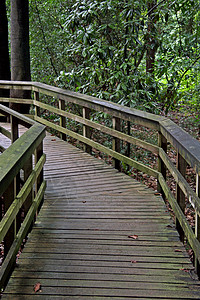 木头桥伍德途径花园植物路线荒野踪迹孤独森林勘探场景木头背景