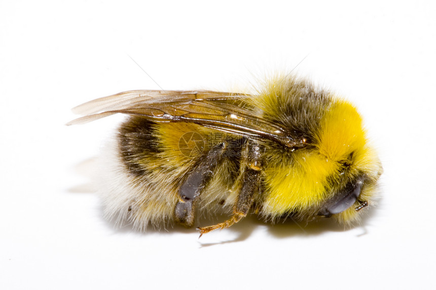 大黄蜂宏观触角黄色条纹黑色小蜜蜂蜜蜂翅膀昆虫动物图片