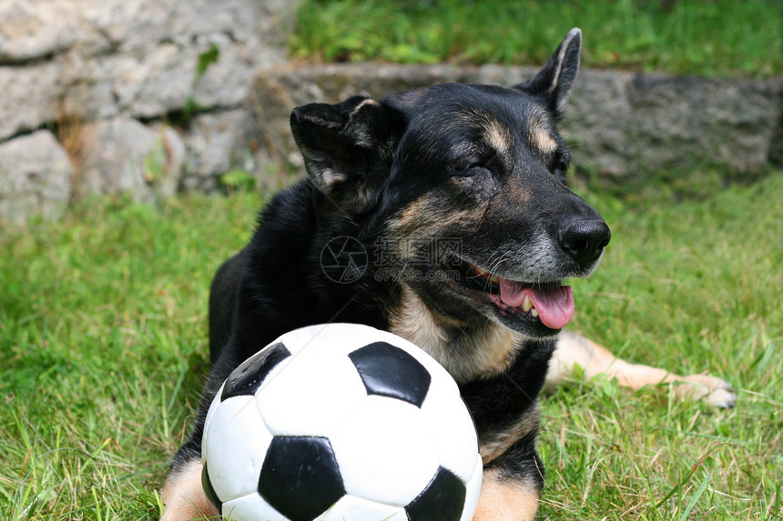 运动犬哺乳动物足球乐趣黑色头发微笑朋友伴侣游戏运动图片