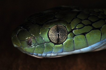 蛇30蓝藻眼睛绿色玻璃容器灰色背景图片