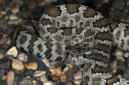蛇-62背景图片