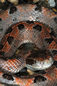 蛇-85背景图片