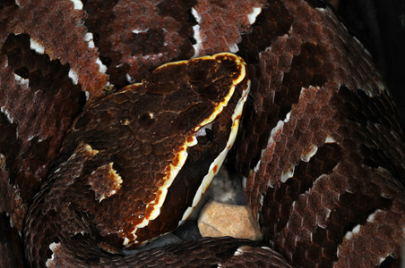 蛇蛇-98背景图片
