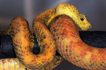 蛇-134黄色的白蛉高清图片