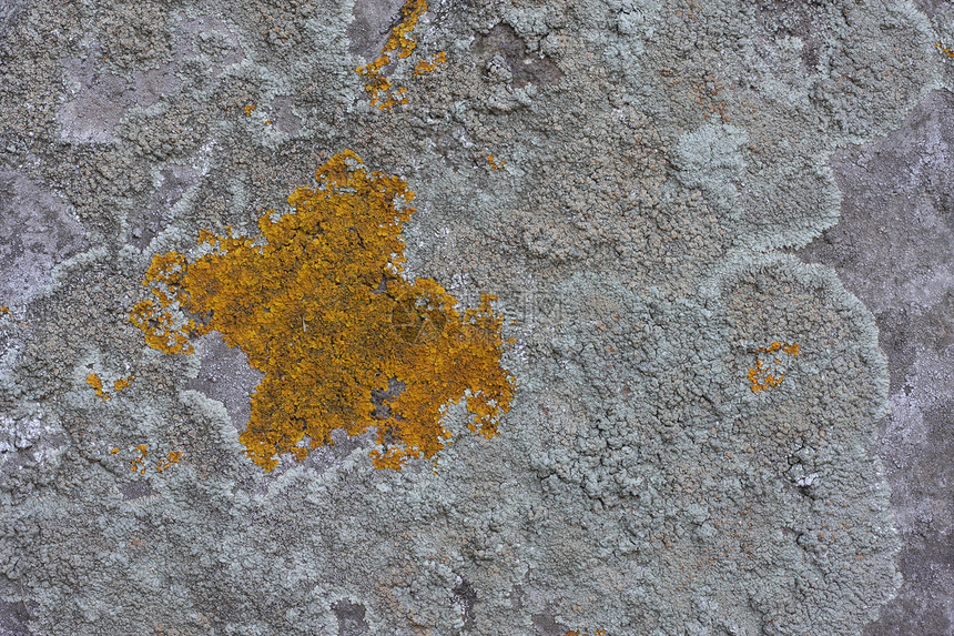 岩石上的装饰艺术地衣风格植物石头模具灰色墙纸宏观图片