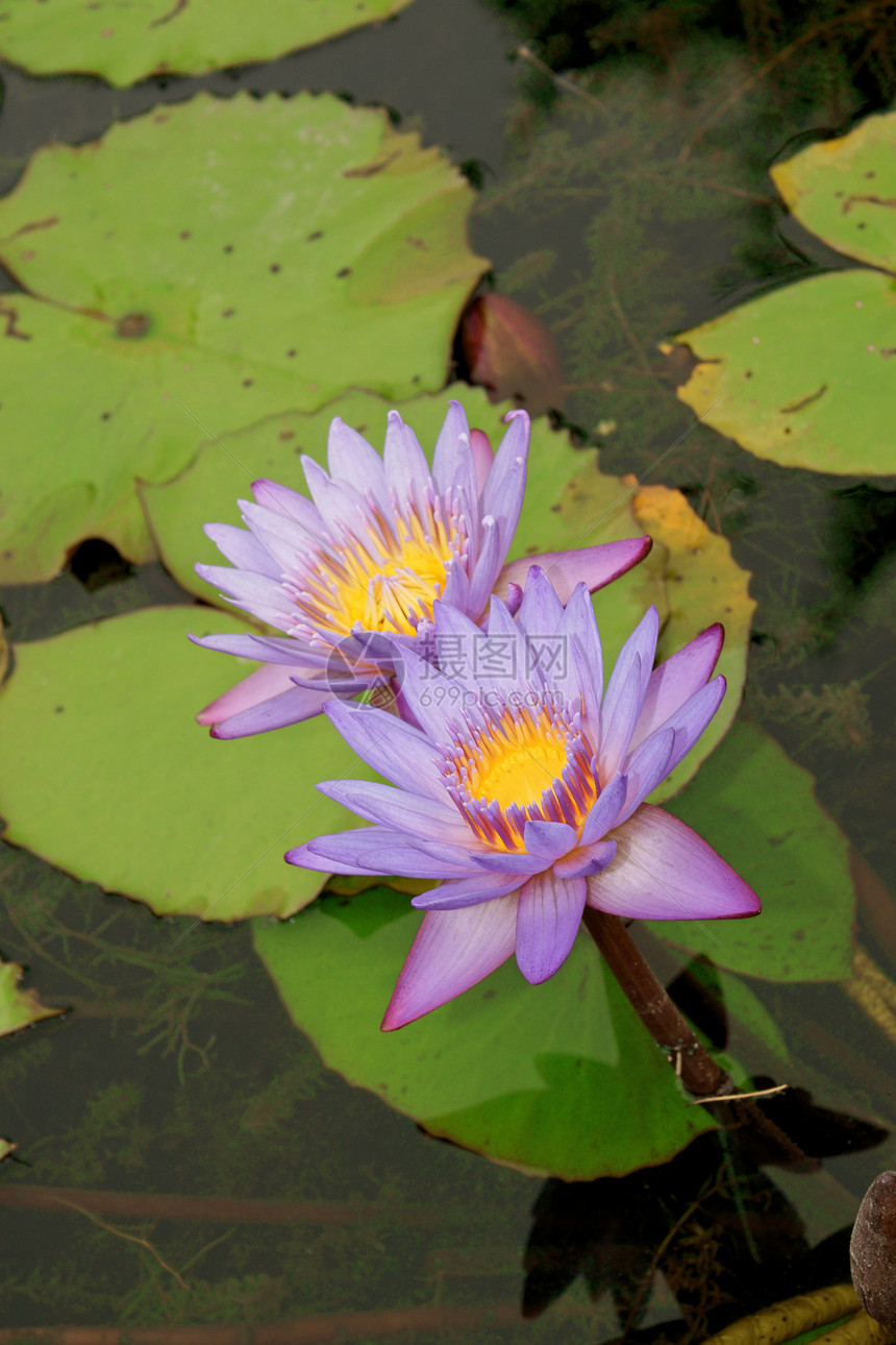 蓝水百合植物学叶子花瓣绿色荷花黄色植物池塘图片