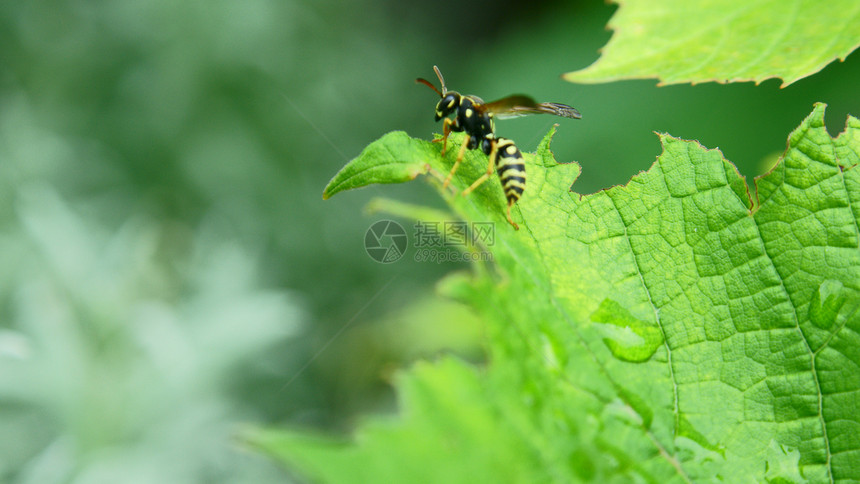 叶子运气生活蜜蜂幸福植物气流森林昆虫图片