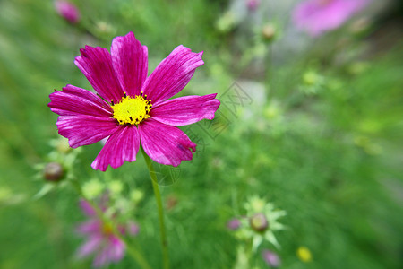 美丽的花朵幸福植物运气气流生活背景图片